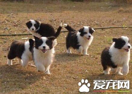 狗吃蛋黃好嗎 狗狗可以吃一點熟雞蛋