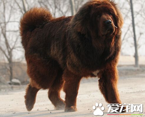 狗能吃辣的麼 不可以給狗狗吃辣的東西