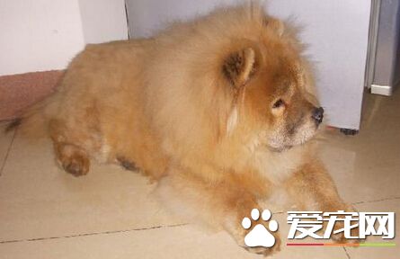 狗為什麼要咬貓 主要原因是兩者交流不暢