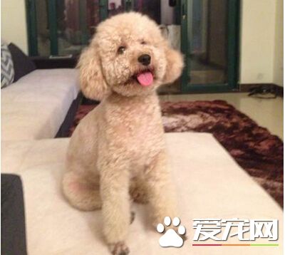 狗吃了三步倒怎麼辦 最好及時送院治療