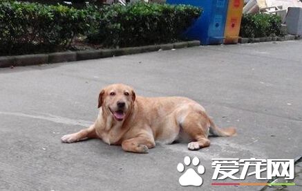 大狗為什麼吃小狗 大狗吃小狗的真正原因