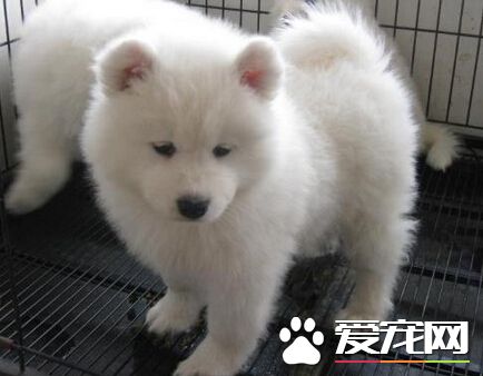 大狗咬小狗怎麼辦 確立主人的絕對地位