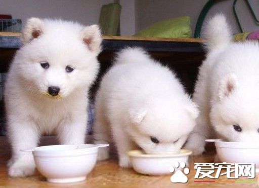 狗可以吃蝦嗎 吃蝦對狗狗的皮膚不好