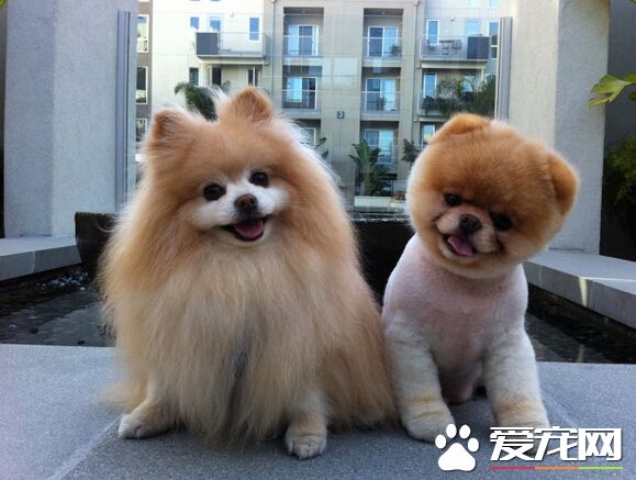 動車可以帶寵物狗嗎 寵物不允許帶入客艙