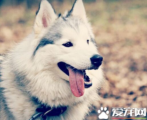 寵物狗可以帶上汽車嗎 公交車是不允許的