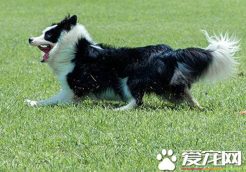 被狗咬了吃什麼 被狗狗咬後的忌口食物