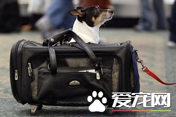 怎樣帶寵物回國