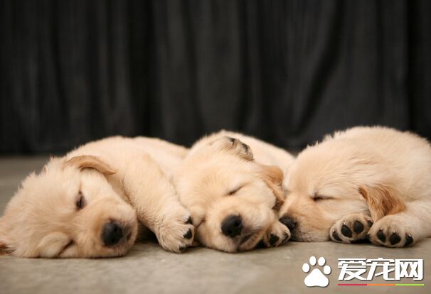 狗能吃人吃的東西嗎 巧克力是其致命食物