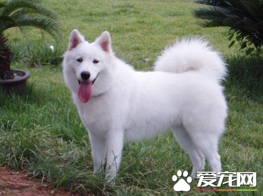 狗吃草是為什麼 狗狗吃草的三大原因