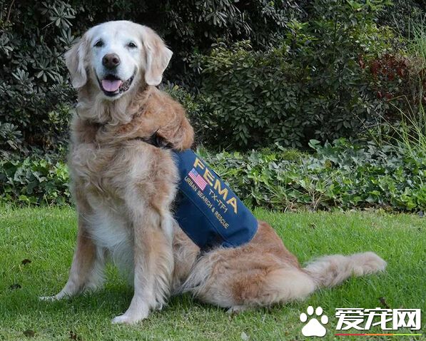 狗吃土是缺什麼 糾正狗狗吃土的惡習