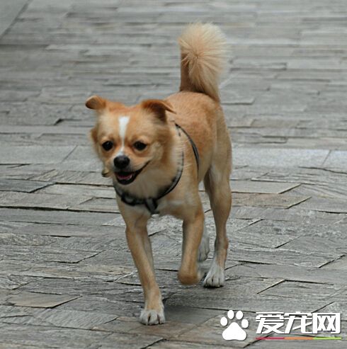 被狗狗咬了什麼症狀 狂犬病的幾大症狀