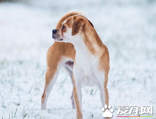 狗能吃辣的嗎 盡量不要喂食其辣的東西