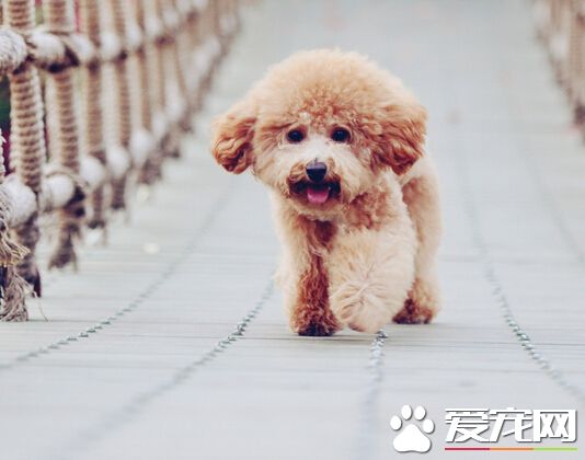 狗可以吃鹽嗎 需要我們控制好食用的量
