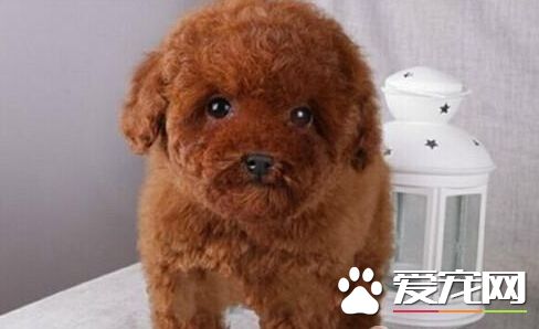 泰迪狗吃些什麼 對泰迪有益的4種食物