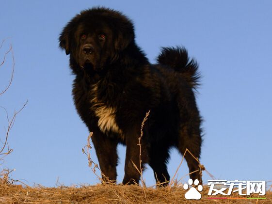 哺乳期被狗咬了 帶你了解狂犬病的防治