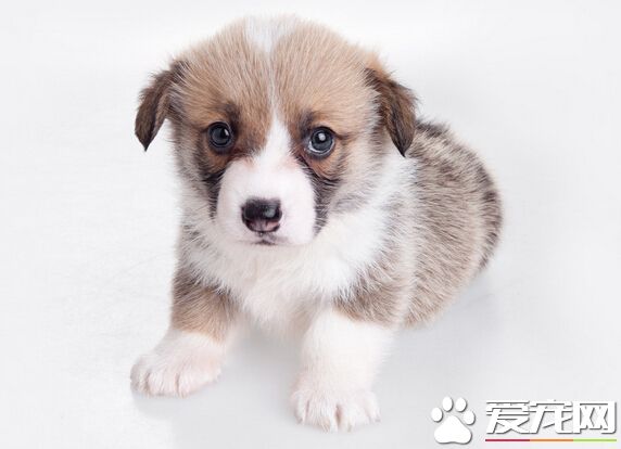 被狗咬了有什麼反應 被咬後的緊急措施