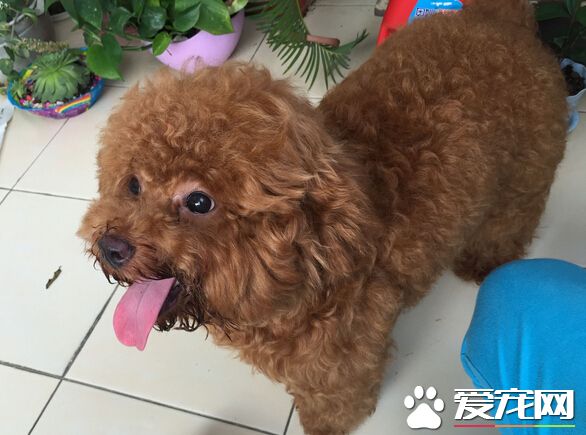 被狗咬了的潛伏期 短則三天長則二十幾年