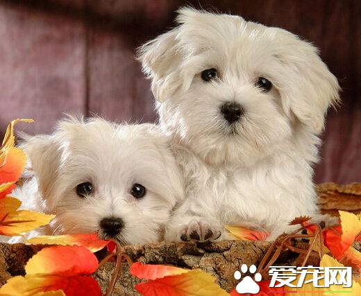 被狂犬病的狗咬了 不一定會得狂犬病