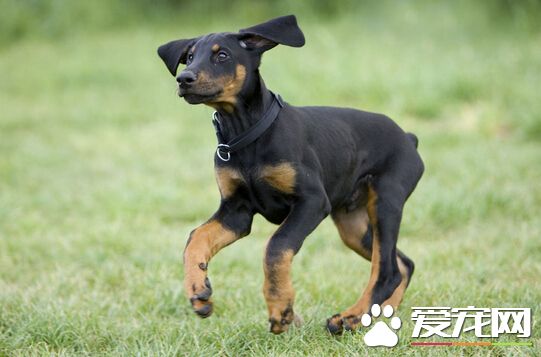狗咬了打什麼針 一定要及時打狂犬疫苗