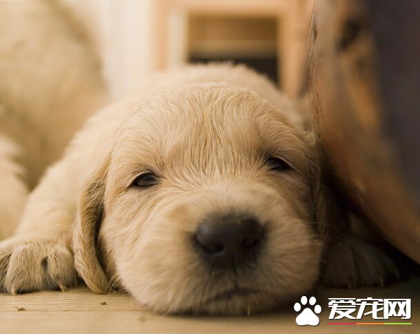 狗可以吃鴨心嗎 可以適當的吃一些內髒
