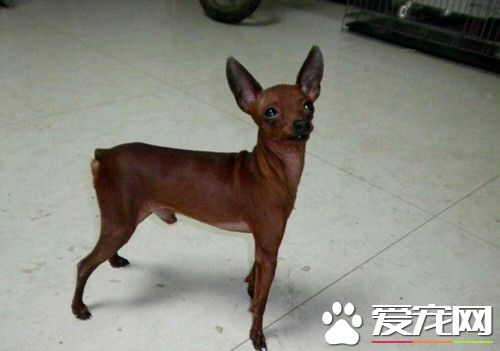 小鹿犬飼養 一定要以狗糧為它的主食