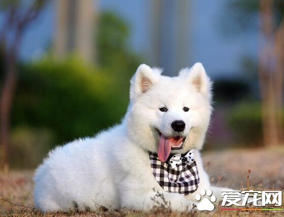 狗可以吃甘蔗嗎 會對狗的腸胃造成負擔