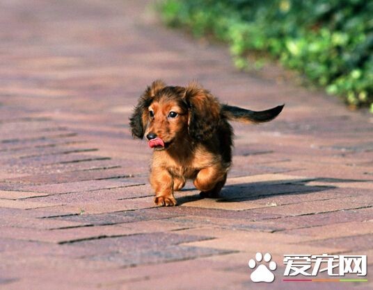 怎麼讓狗吃驅蟲藥 如何喂狗狗吃驅蟲藥