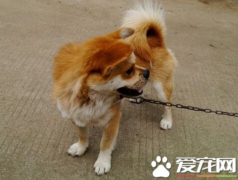 狗可以吃蘿卜嗎 可以吃但是要控制好量