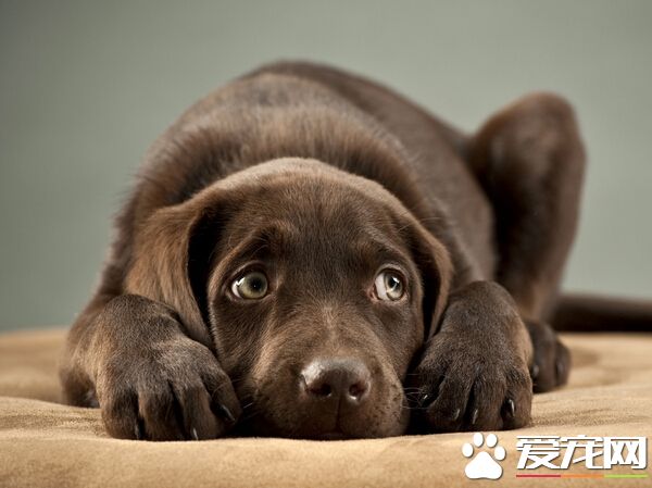 狗咬膠可以吃嗎 一般的狗咬膠是可以吃的