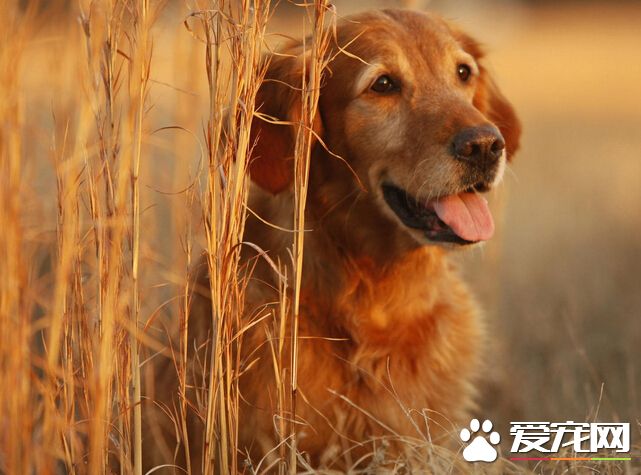 被狗咬傷後注意事項 要及時去醫院就醫