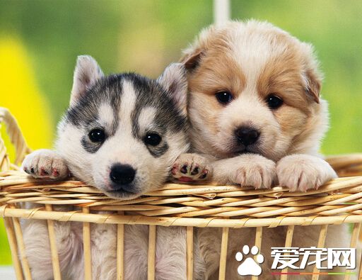 狗為什麼吃紙 狗狗們天性喜歡撕咬物品