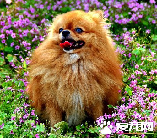 怎麼給狗梳毛 養成每天梳毛5分鐘的習慣