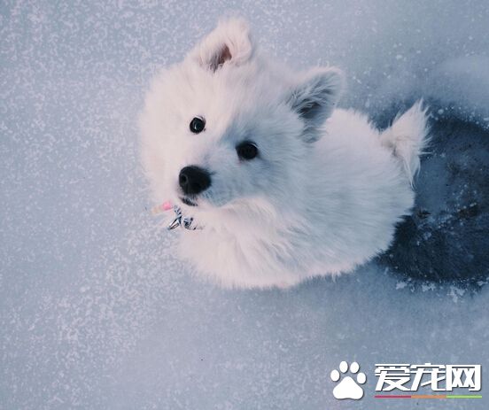 被狗咬了潛伏期 短則幾天長的話要幾年