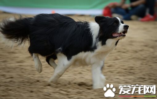 被狗咬了會傳染嗎 一定要及時去醫院查看