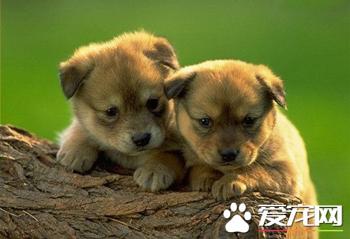 狗狗怎麼洗澡 狗狗洗澡時需要注意的事項