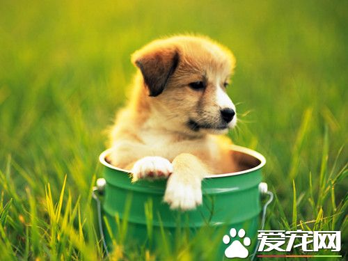 幼犬的飼養管理 首先應搞好幼犬的衛生