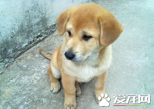 母犬喂養 不必給母犬准備特別的飼料