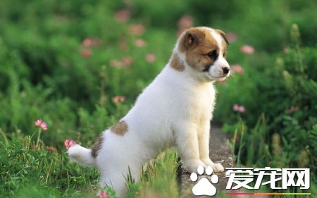 小狗怎麼喂奶 每天喂新鮮牛奶100毫升左右