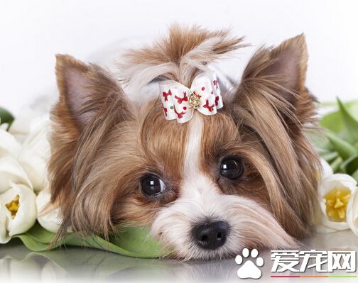 被狗咬了能吃什麼 一些發物最好還是少吃
