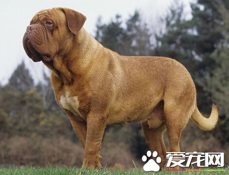 被狗咬了沒破皮 帶大家了解狂犬病毒