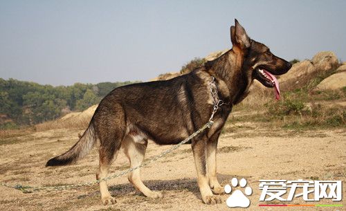 昆明犬的飼養 喂食要定時定量營養要平衡