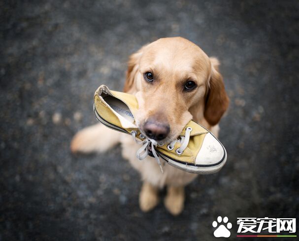 狗可以吃人的鈣片嗎 最好還是別吃鈣片