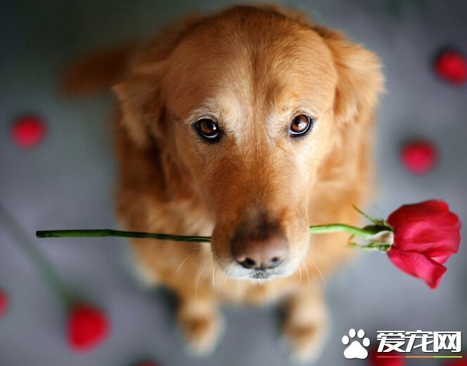 狗可以吃巧克力 巧克力對狗狗是致命的