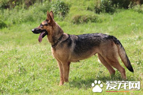 昆明犬喂養 室溫盡量保持在20-30攝氏度左右