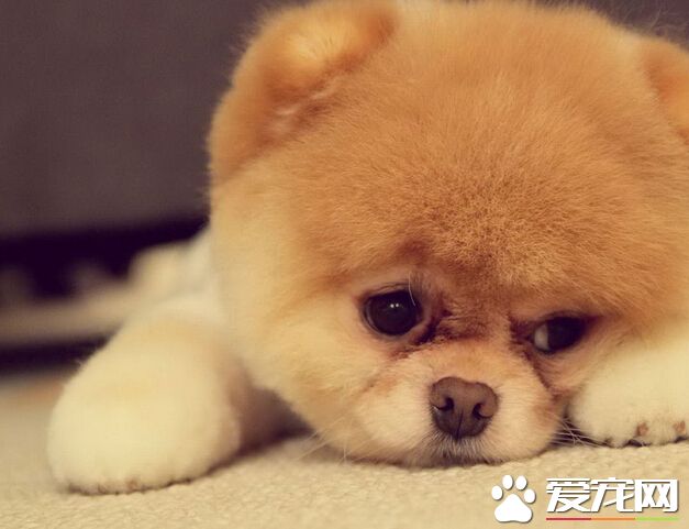 狗可以吃土豆嗎 一定要控制好土豆的量