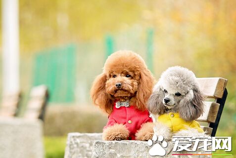 怎麼給狗帶狗繩 教你如何正確的帶牽引繩