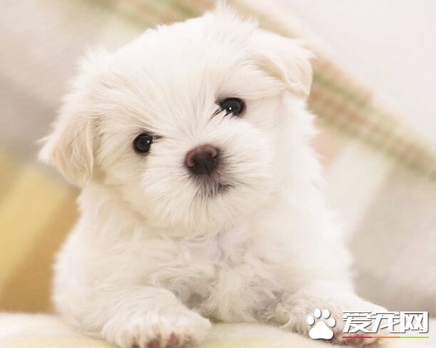 狗狗被蚊子咬怎麼辦 可以使用電蚊香拍