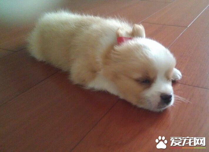 狗可以吃蘋果麼 狗狗是可以吃蘋果的