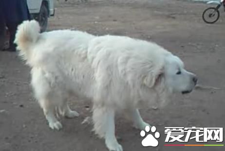 犬的喂養 犬的飼喂需要注意的五個方面