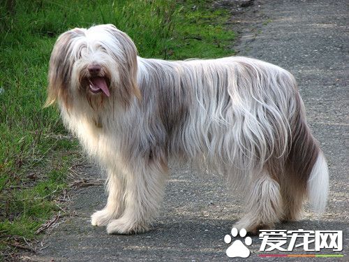 犬的飼料配方 13種最容易配制的日糧